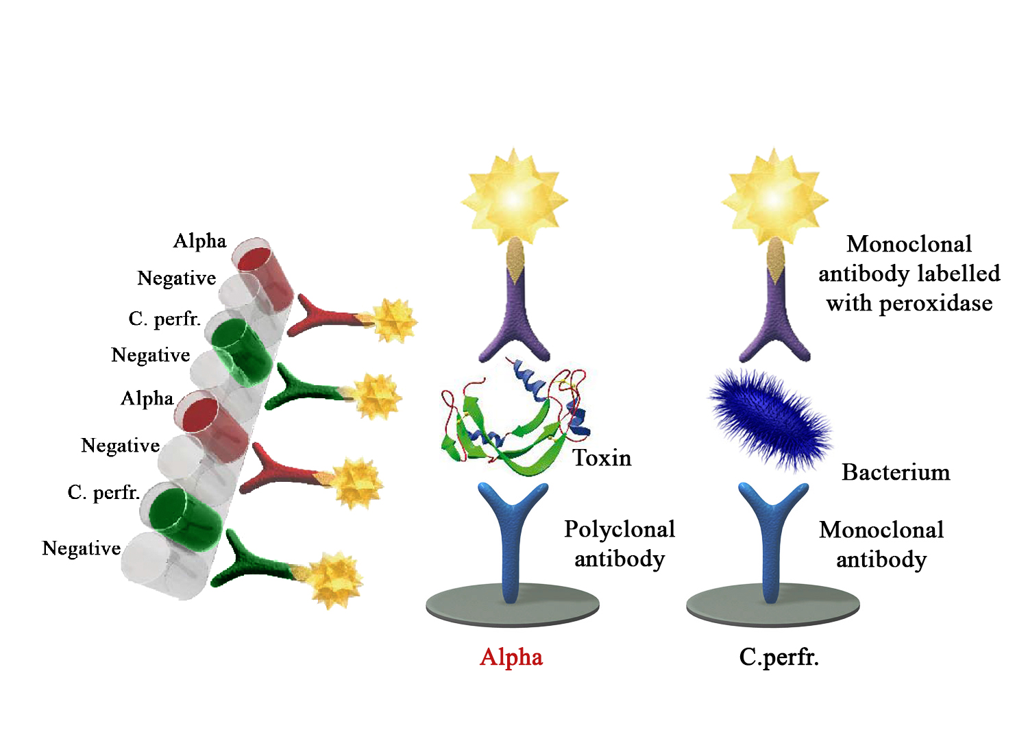 BIO K 382 - Multiscreen AgELISA Alpha toxin and Clostridium perfringens/ sandwich, double wells